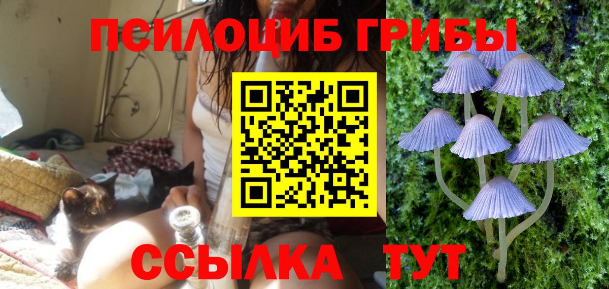 Псилоцибиновые грибы Psilocybe Элиста